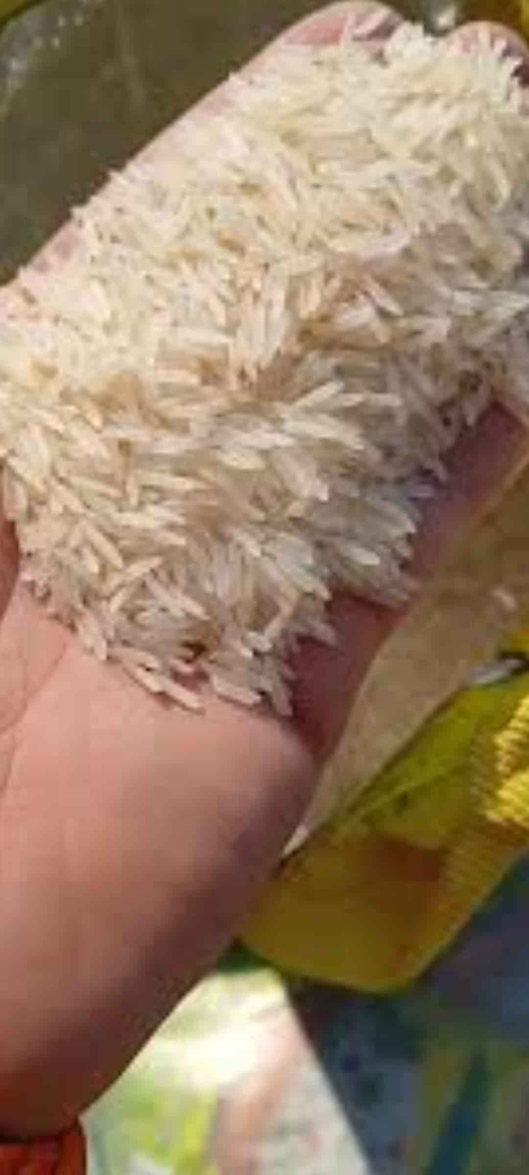 تصویر 5 از برنج هندی ۱۱۲۱ باسماتی متمایز
