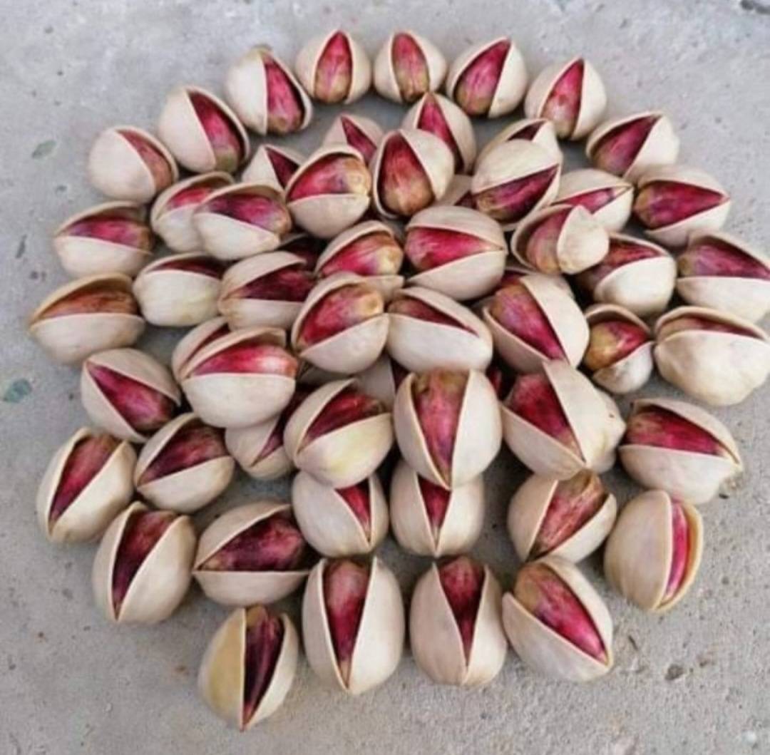 فروش عمده پسته کله قوچی تازه سایز درشت طعم دلپذیر