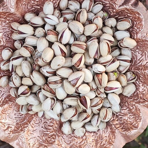 تصویر 4 از خرید عمده پسته کله‌ قوچی خندان سایز درشت + طعم عالی