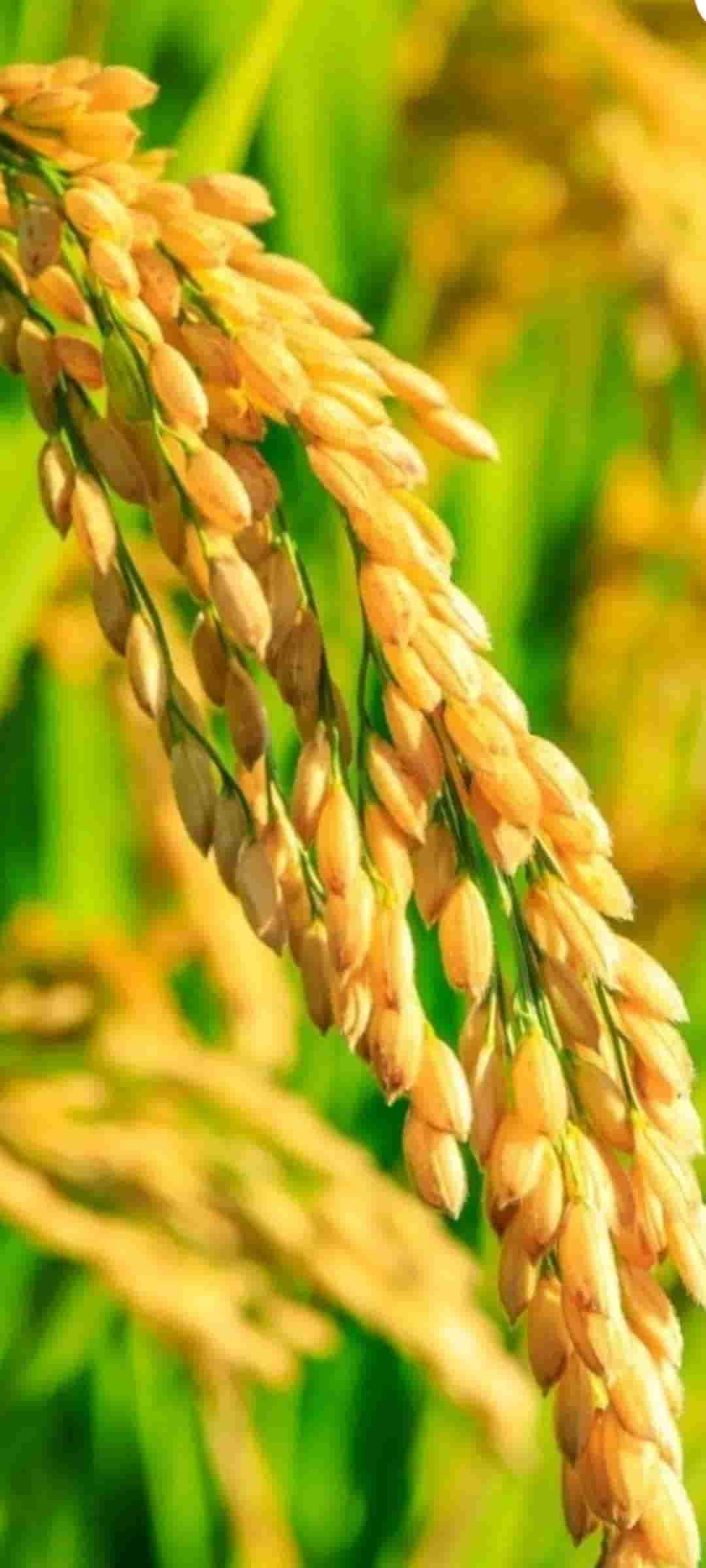 تصویر 1 از خرید برنج هندی ۱۱۲۱ شکوه