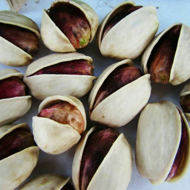 تصویر 2 از فروش پسته کله قوچی تازه + قیمت خرید به صرفه