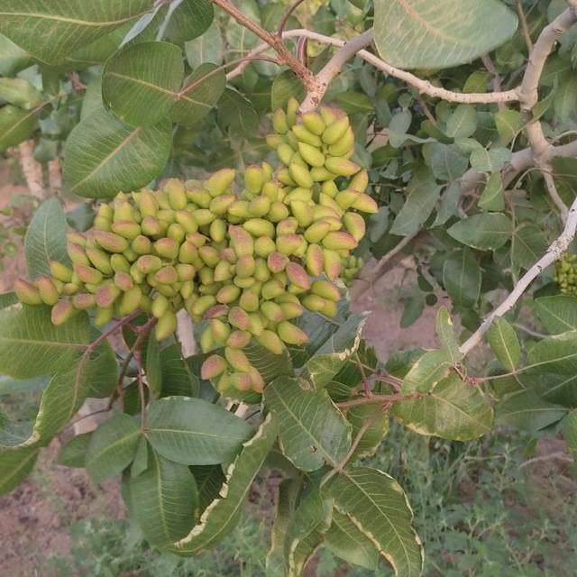 تصویر 3 از فروش پسته عمده اکبری + مستقیم از باغدار خرید به صرفه
