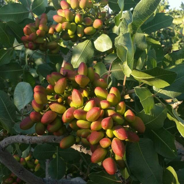 تصویر 1 از فروش پسته عمده اکبری + مستقیم از باغدار خرید به صرفه