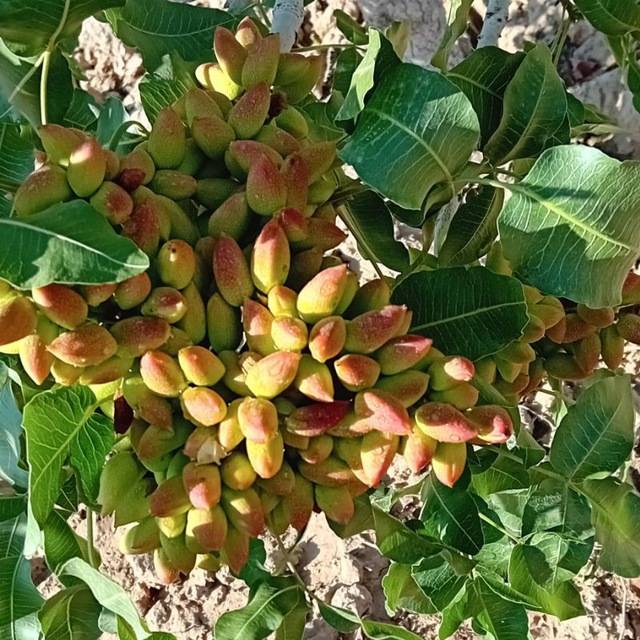 تصویر 1 از فروش پسته اکبری درجه یک + قیمت خرید به صرفه