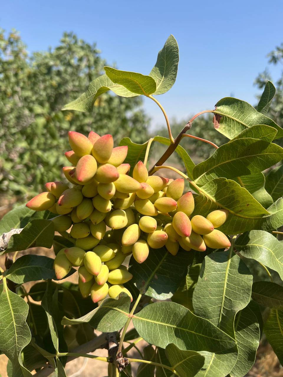 تصویر 3 از خرید عمده پسته اکبری + با کیفیت عالی