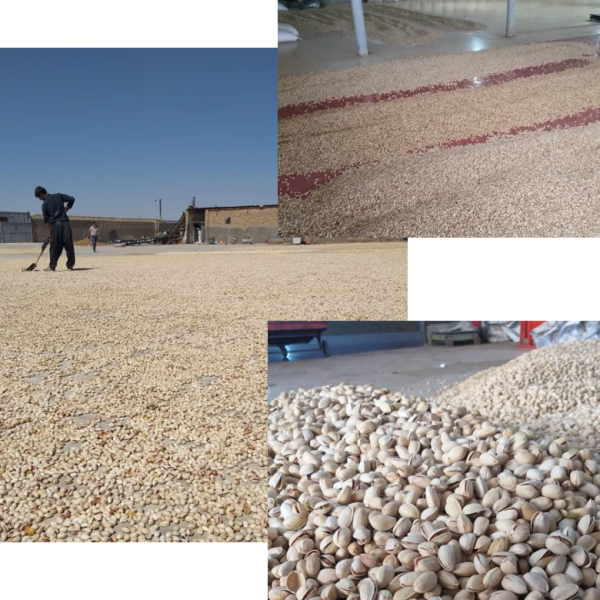 تصویر 1 از خرید عمده پسته اکبری تازه و خندان انتخابی ویژه برای صادرات