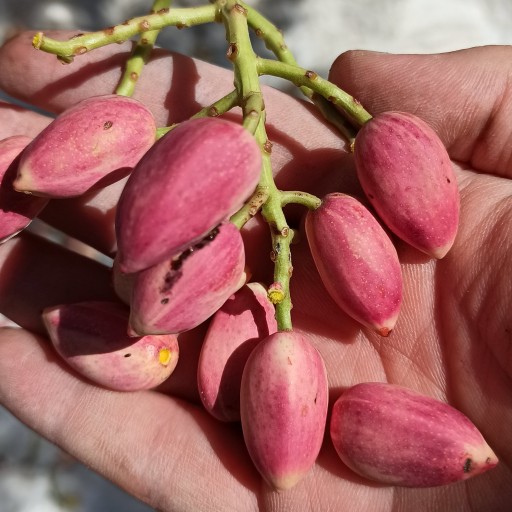 تصویر 4 از خرید پسته اکبری تازه و خندان + مناسب بازار خشکبار