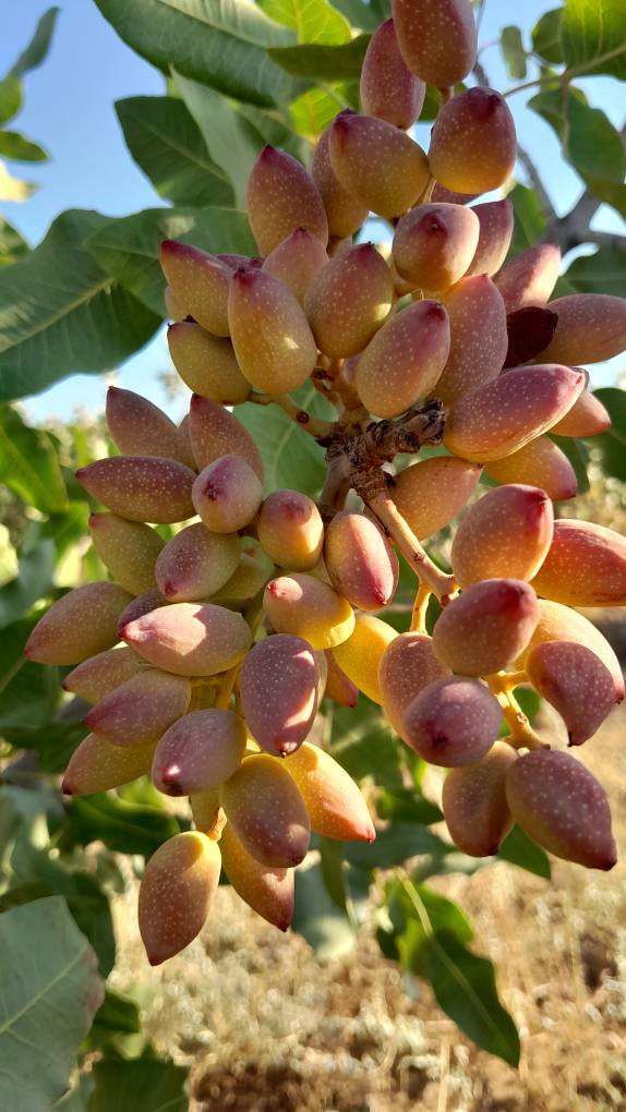 تصویر 1 از خرید پسته اکبری تازه و خندان + مناسب بازار خشکبار