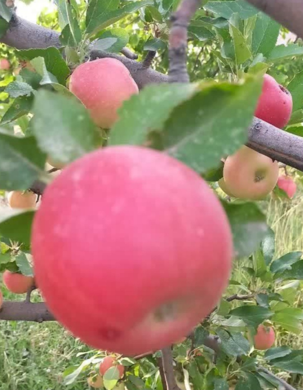 تصویر 2 از خرید سیب گالا اصفهان درجه یک