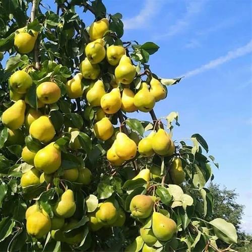 تصویر 2 از فروش عمده نهال به اصفهان