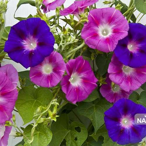 فروش عمده بوته گل نیلوفر پیچکی