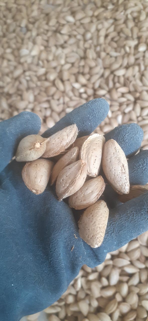 تصویر 3 از خرید + لپه آذر شهر