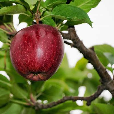 تصویر 1 از قیمت و خرید سیب قرمز لبنانی با کیفیت