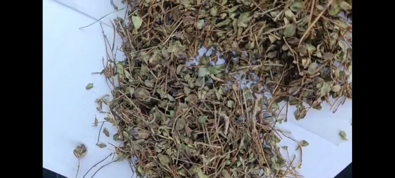 تصویر 1 از قیمت فروش عمده آویشن شیرازی سر شاخه