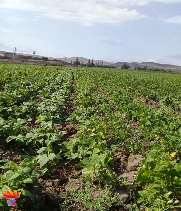 تصویر 1 از فروش لوبیا چیتی و ویژگی ها