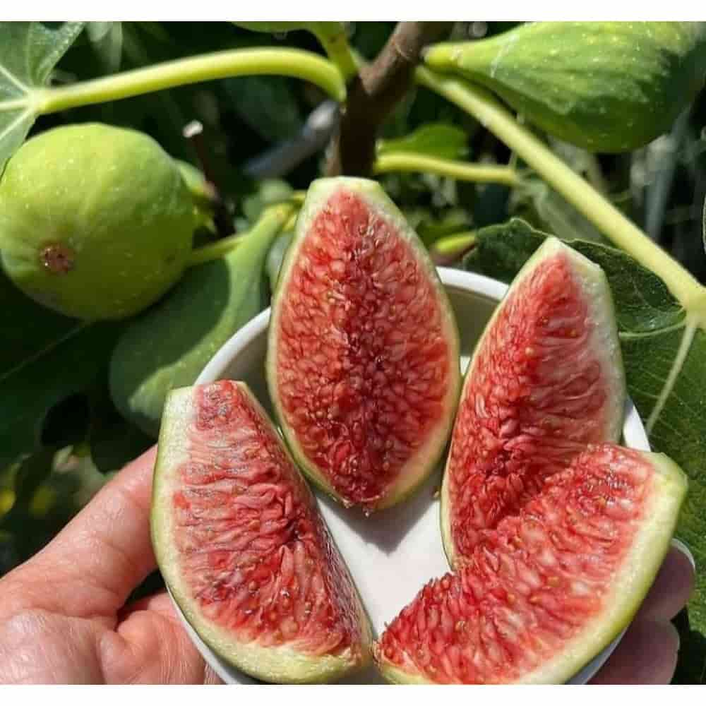 تصویر 3 از خرید انجیر سبز استهبان + ارگانیک