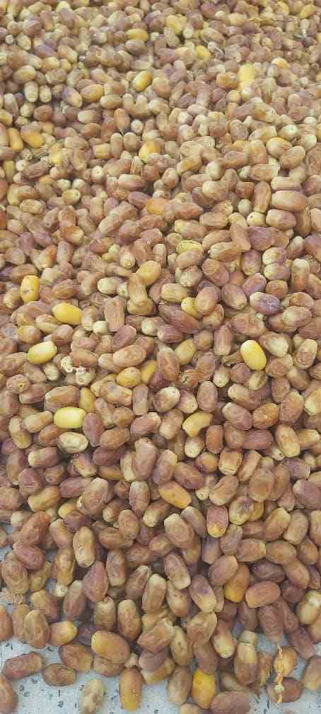 تصویر 2 از قیمت فروش خرمای زاهدی صادراتی با کیفیت ممتاز