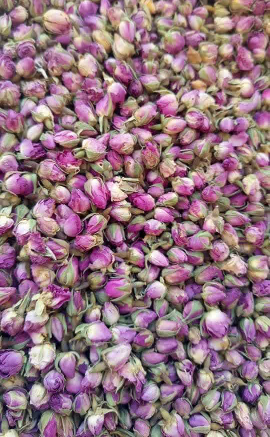 تصویر 2 از فروش عمده غنچه گل محمدی رقم داراب شیراز + خرید