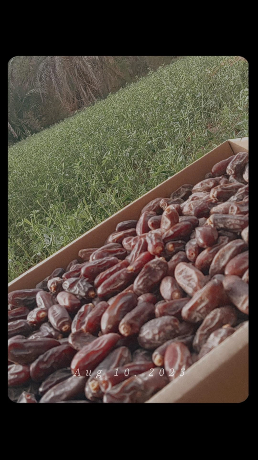 تصویر 1 از خرما ربی قیمت خرید