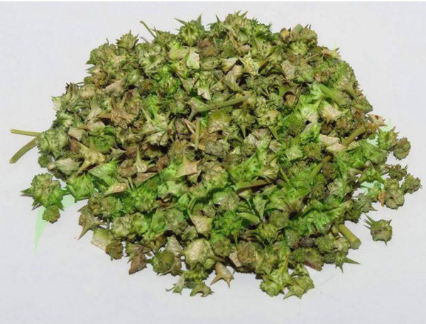 تصویر 2 از فروش عمده میوه خارخاسک + قیمت استثنایی