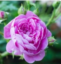 تصویر 4 از قیمت گلاب ناب کاشان از بهترین گل محمدی معطر و دلپذیر