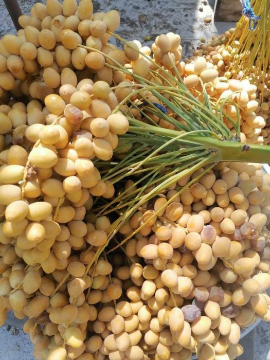 تصویر 2 از خارک برحی زرد طلایی + خرید عمده واقعی