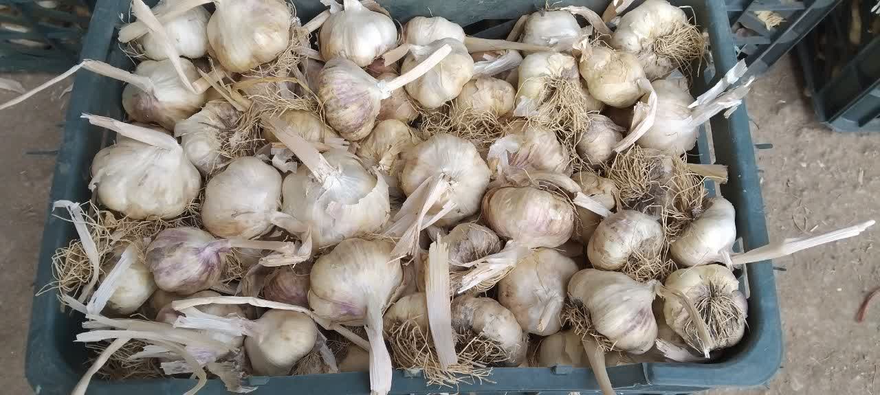 تصویر 3 از فروش عمده سیر خشک شده