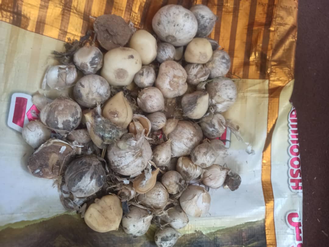 تصویر 2 از فروش عمده سیر خشک شده