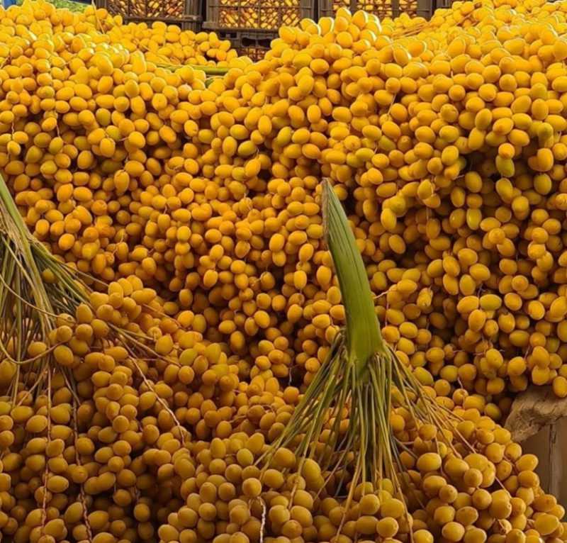 تصویر 1 از خارک برحی خوزستان + خرید عمده