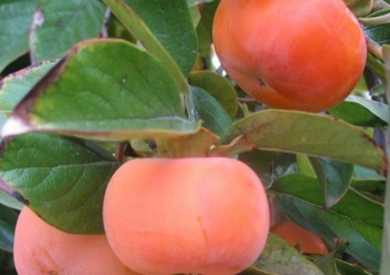 تصویر 2 از فروش عمده و تعداد بالا از نهال خرمالو سیبی