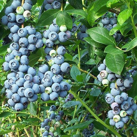 تصویر 1 از فروش صادراتی و درجه یک نهال بلوبری