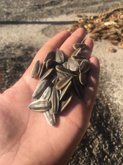 تصویر 1 از صادرات عمده تخمه خوی
