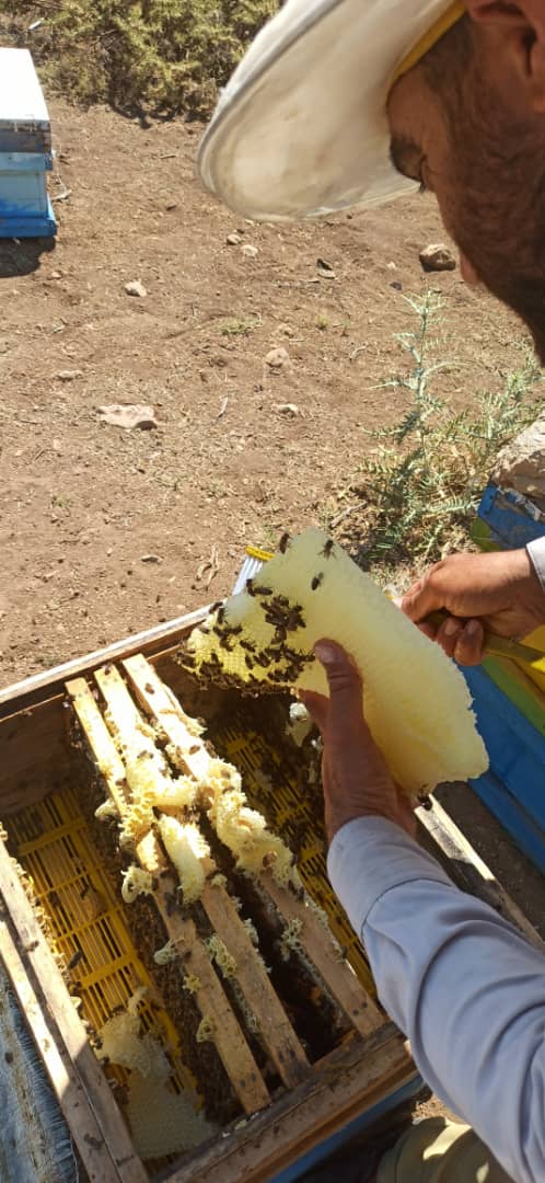 تصویر 6 از خرید عسل ارگانیک بوقناق درمانی درجه یک لرستان + قیمت