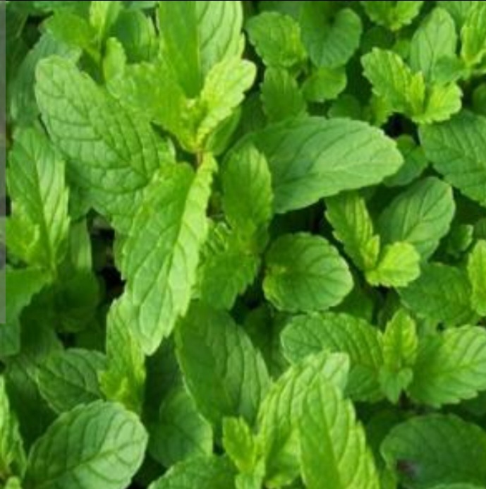 تصویر 1 از پونه کوهی اعلا + قیمت خرید استثنایی