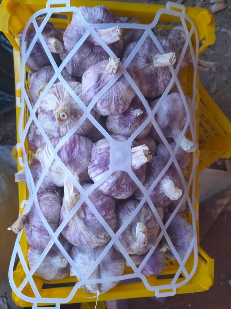 تصویر 1 از سیر قرمز صادراتی