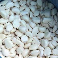 سیر مروارید منجمد خرید