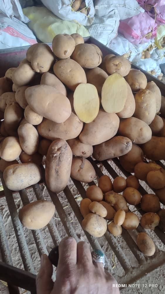 تصویر 2 از خرید سیب زمینی صادراتی