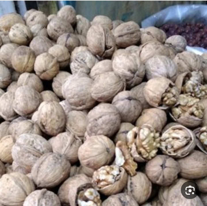 خرید گردو درختی آذرشهر + فروش عمده سود آور