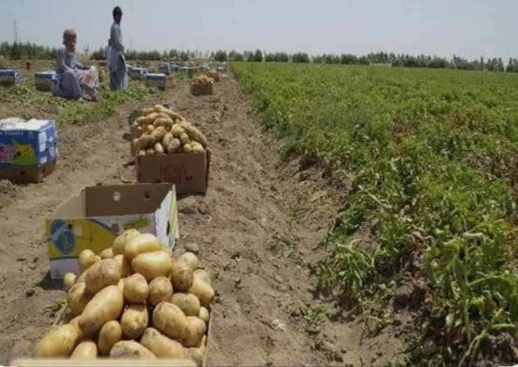 تصویر 4 از فروش سیب زمینی عمده بورن