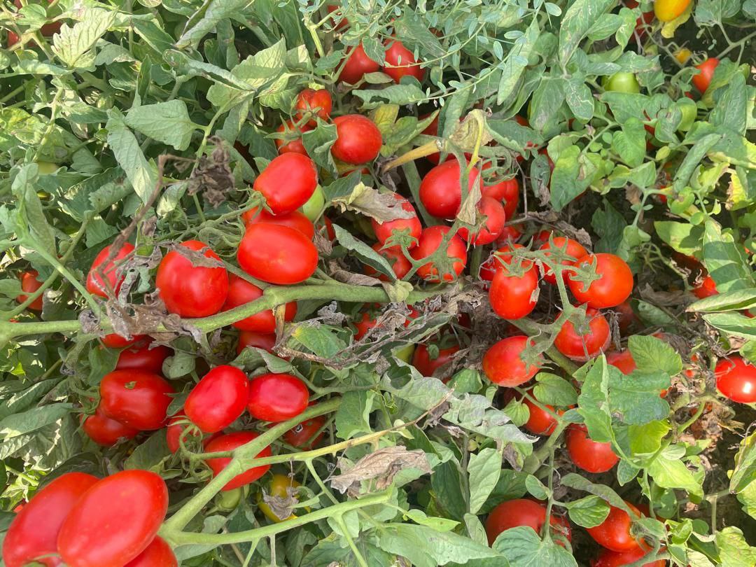 تصویر 1 از گوجه فرنگی هاینز + قیمت باور نکردنی