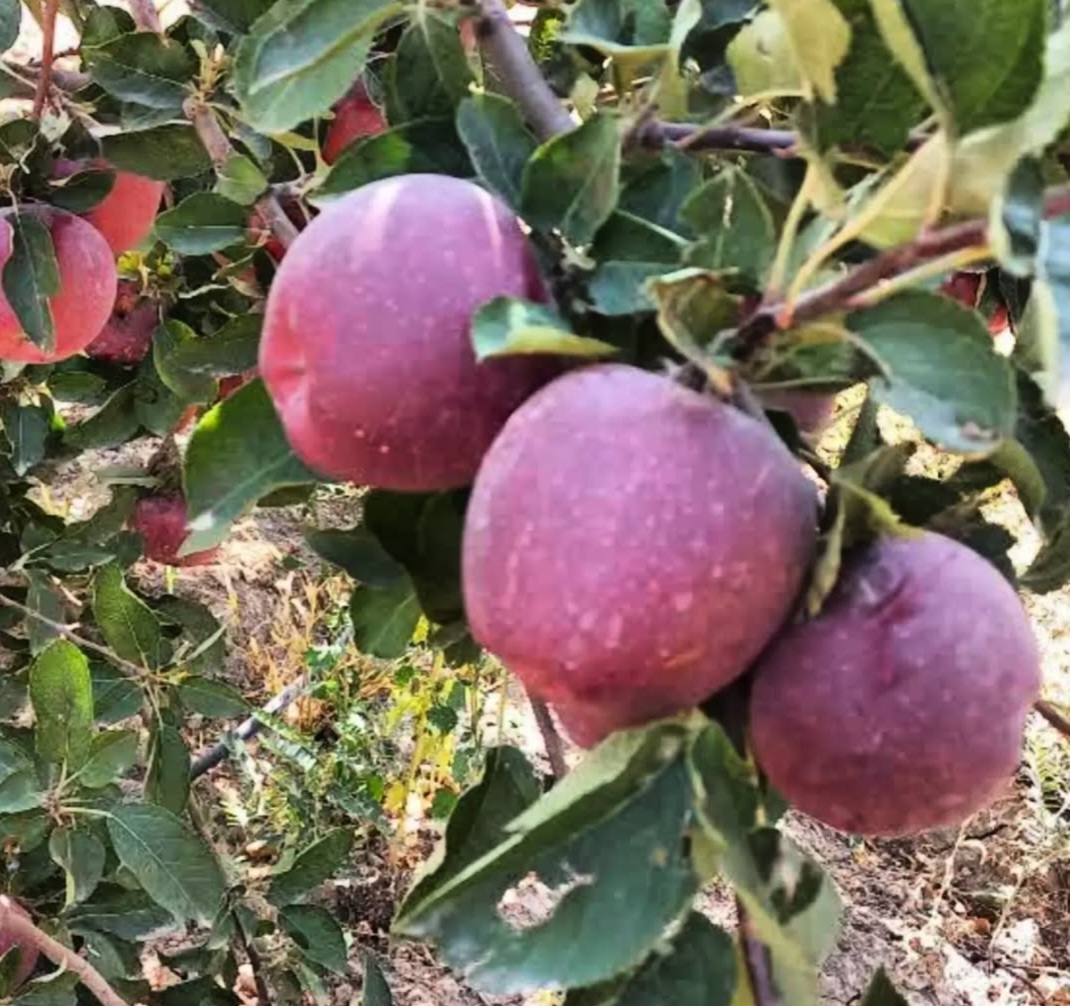 خرید و قیمت سیب قرمز ممتاز اصفهان