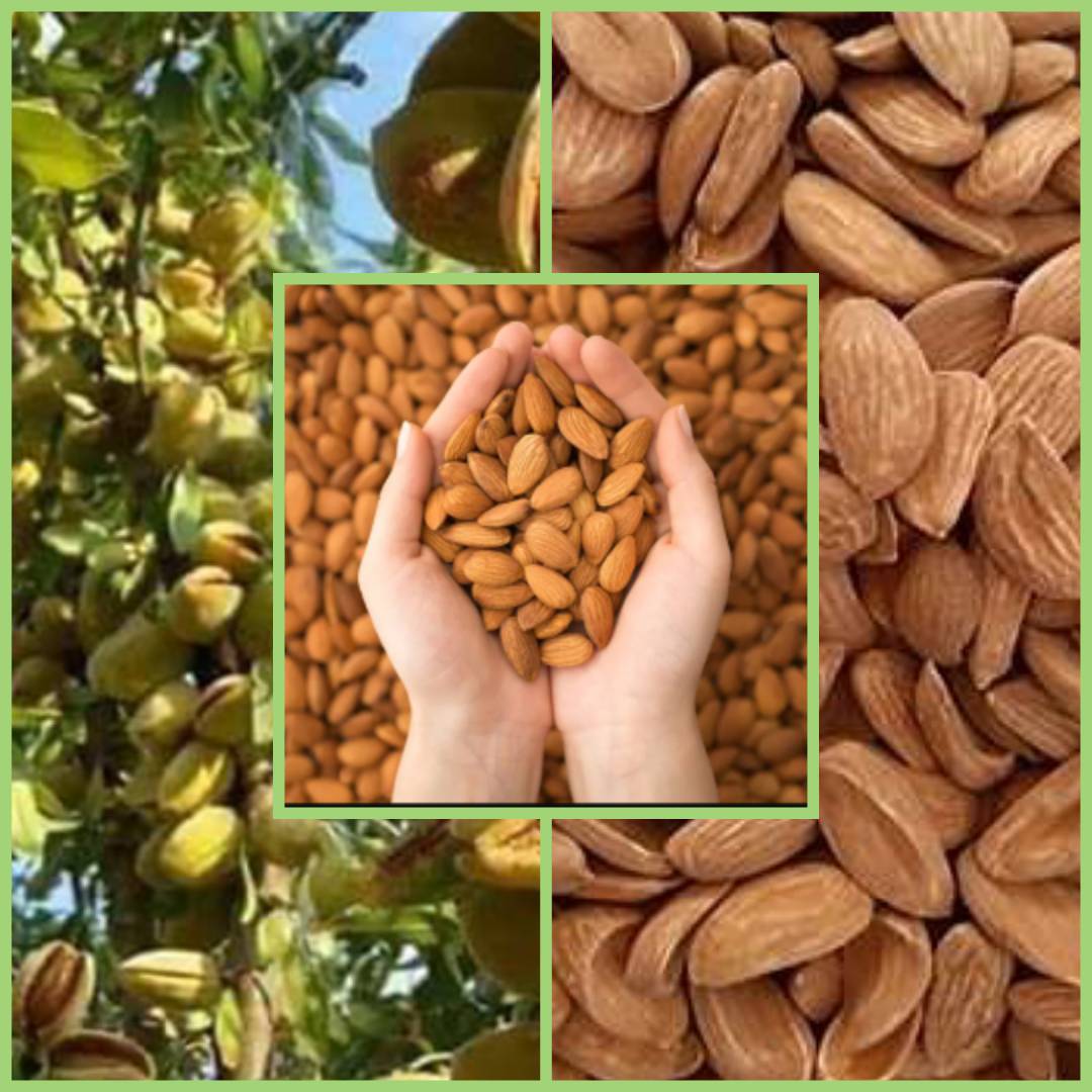 تصویر 4 از فروش مغز بادام شیرین شاهرودی + قیمت امسالی