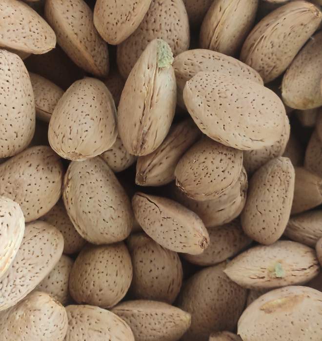 قیمت خرید بادام مامایی ایران + فروش ویژه