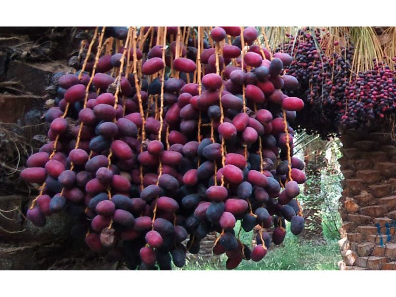 تصویر 4 از خرید و فروش خرمای مضافتی عنبر آباد + فروش ویژه و محدود