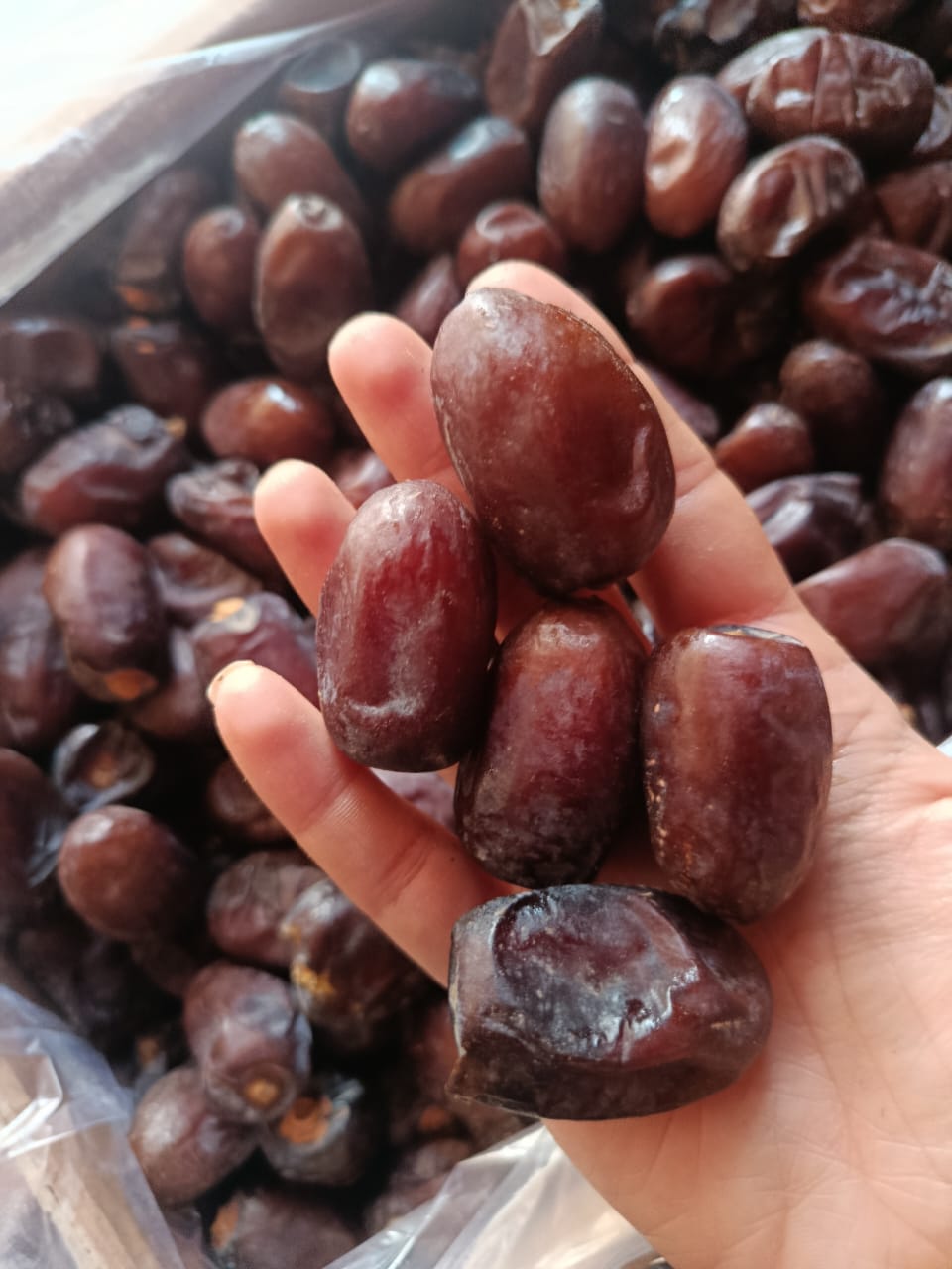 خرمای کلوته تازه کهنوج + بهترین قیمت