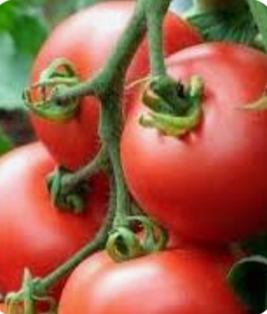 تصویر 1 از خرید رب گوجه‌ فرنگی تکدانه + سفارش مناسب
