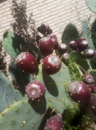 تصویر 4 از فروش عمده میوه کاکتوس انگلمانی صادراتی
