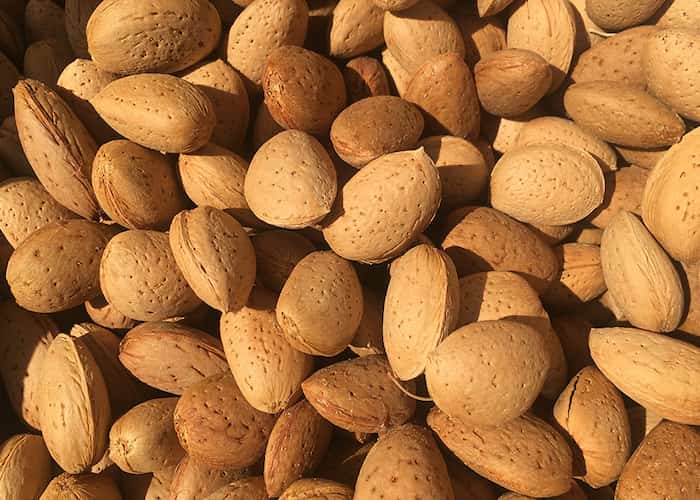 تصویر 2 از قیمت خرید عمده بادام سنگی ممتاز + قیمت مناسب