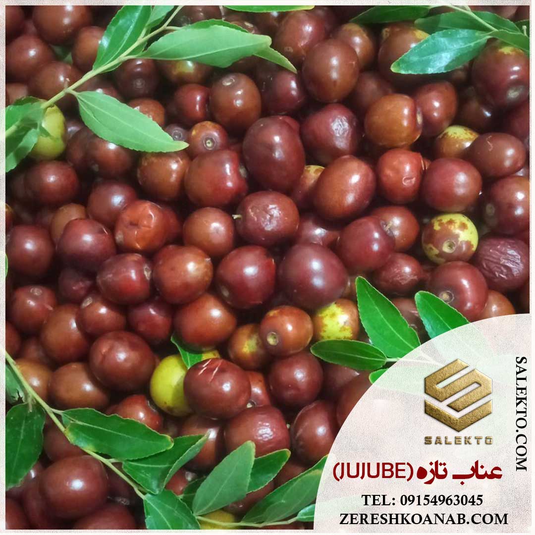 تصویر 1 از عناب تازه خراسان جنوبی با طعمی بی‌ نظیر