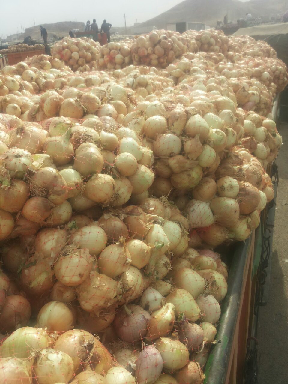 تصویر 1 از خرید عمده پیاز مخصوص صادرات